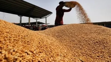 Wheat field with rising price graph