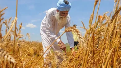 The government will sell 25 lakh tonnes of wheat under the open market sale scheme