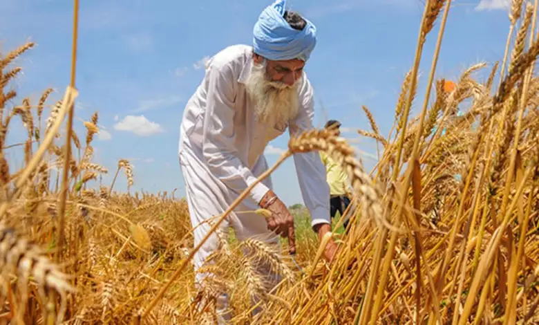 The government will sell 25 lakh tonnes of wheat under the open market sale scheme