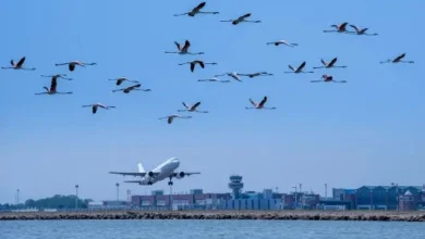 This tactic will be adopted to avoid the risk of bird hits at Ahmedabad airport