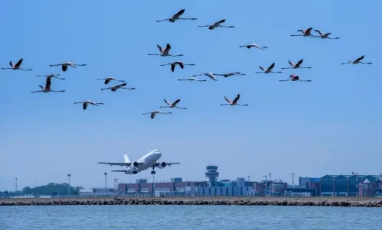 This tactic will be adopted to avoid the risk of bird hits at Ahmedabad airport