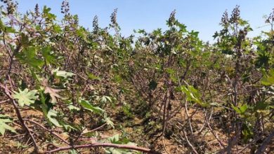 Castor oil production in North Gujarat is expected to drop by 25%.