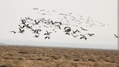 Not only beautiful, these beautiful birds have also become guests of Kutch