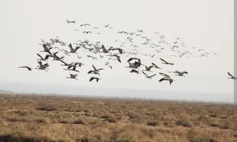 Not only beautiful, these beautiful birds have also become guests of Kutch