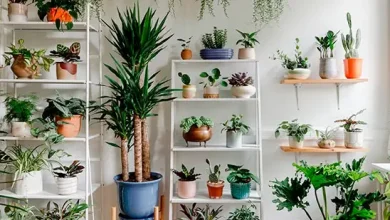 Collection of healthy plants that can be grown at home