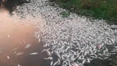 "Numerous fish found dead in Wadala river, Mundra"