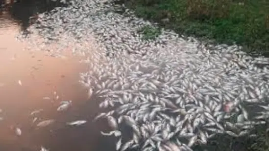 "Numerous fish found dead in Wadala river, Mundra"