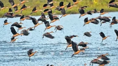 The gang caught with deadly weapons while hunting migratory birds in Chharidhandha, Kutch."