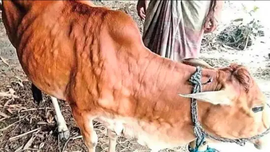 Animal disease lumps seen in three talukas of Kutch; livestock owners worried...