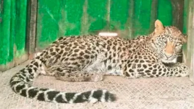 Now people can see leopard in Kutch