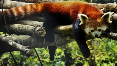 Christmas Gift: 2 Red Pandas Brought from Netherlands to Darjeeling Zoo