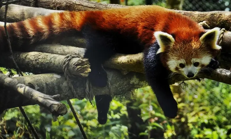 Christmas Gift: 2 Red Pandas Brought from Netherlands to Darjeeling Zoo