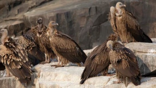 Declining vulture population in Gujarat