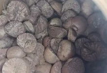 35-tonnes-of-betel-nut-seized-from-mundra-to-delhi