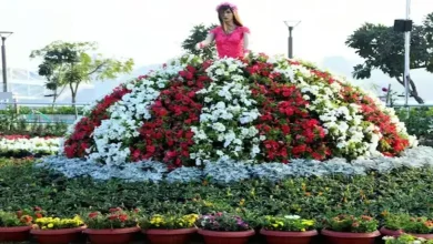 Ahmedabad Flower Show 2025