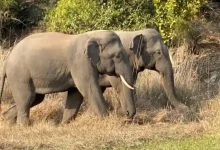 Bangladeshi Female elephant crossed Indian border