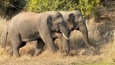 Bangladeshi Female elephant crossed Indian border