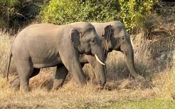 Bangladeshi Female elephant crossed Indian border