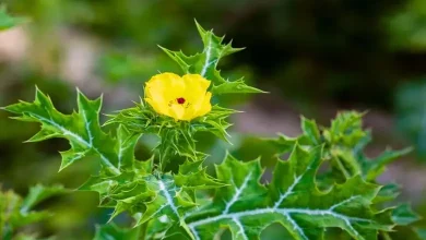 Benifits of Satyanashi prickly poppy