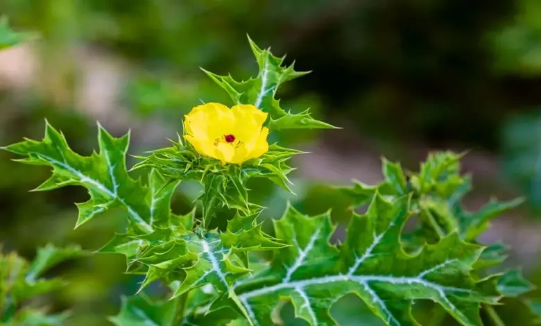 Benifits of Satyanashi prickly poppy