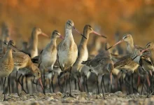 Coastal-Kichdia bird census begins today at Jamnagar