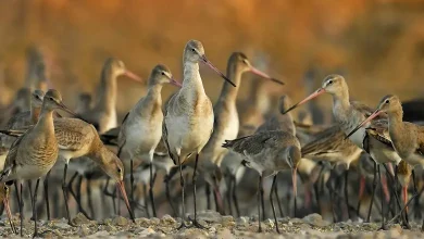 Coastal-Kichdia bird census begins today at Jamnagar