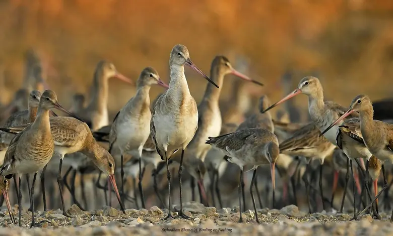 Coastal-Kichdia bird census begins today at Jamnagar