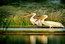 Explore Gujarat's Ramsar Sites A Winter Paradise for Migratory Birds Travel Plus