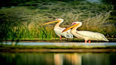 Explore Gujarat's Ramsar Sites A Winter Paradise for Migratory Birds Travel Plus