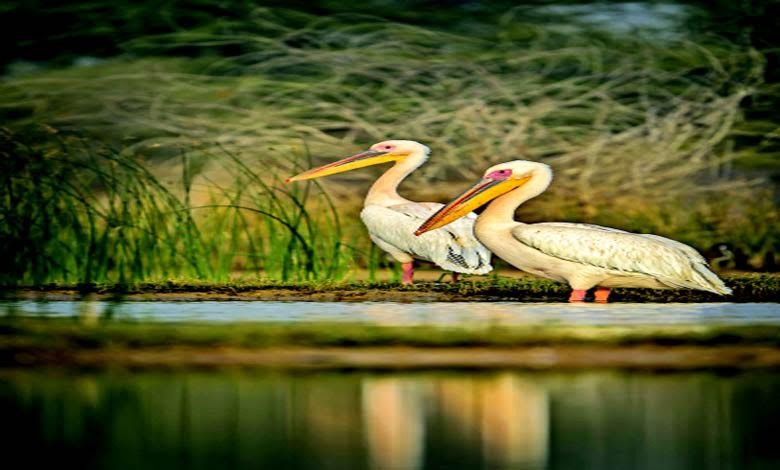 Explore Gujarat's Ramsar Sites A Winter Paradise for Migratory Birds Travel Plus