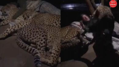 Forest guard sleeps with leopards video