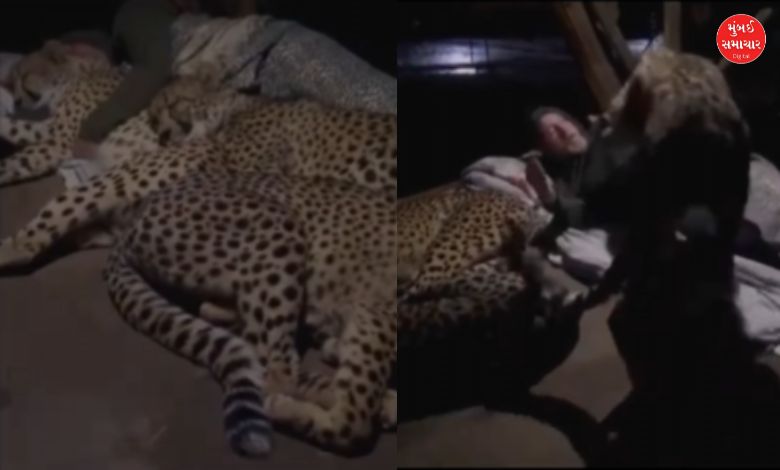 Forest guard sleeps with leopards video