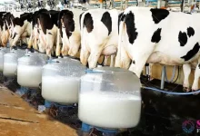 Innovative efforts will be made to increase milk production details inside