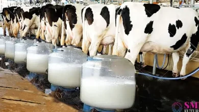 Innovative efforts will be made to increase milk production details inside