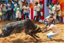 Seven dead, many injured in 'Jallikattu' and 'Manjuvirattu' events in Tamil Nadu