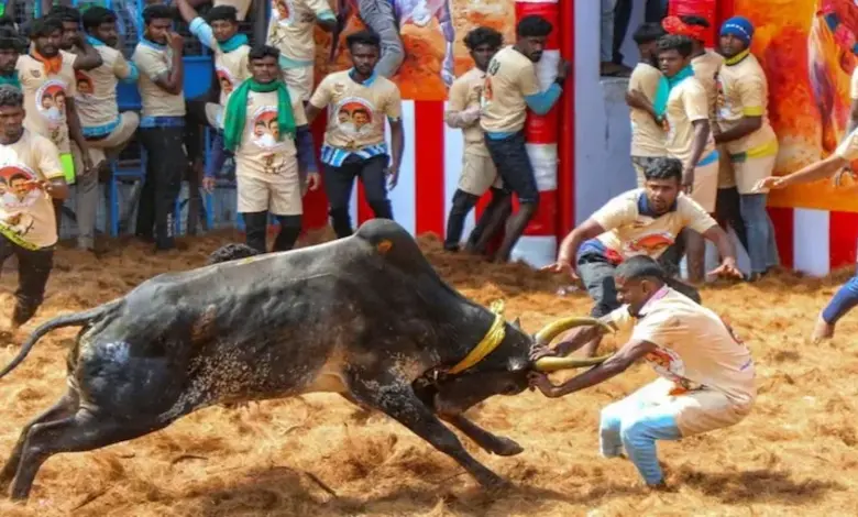 Seven dead, many injured in 'Jallikattu' and 'Manjuvirattu' events in Tamil Nadu