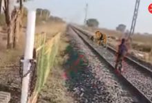 Viral Video of lions in liliya railway track