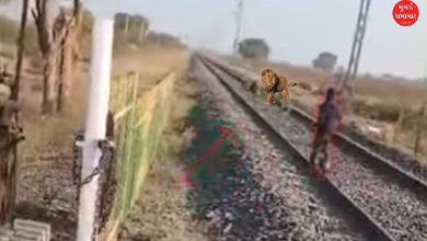 Viral Video of lions in liliya railway track