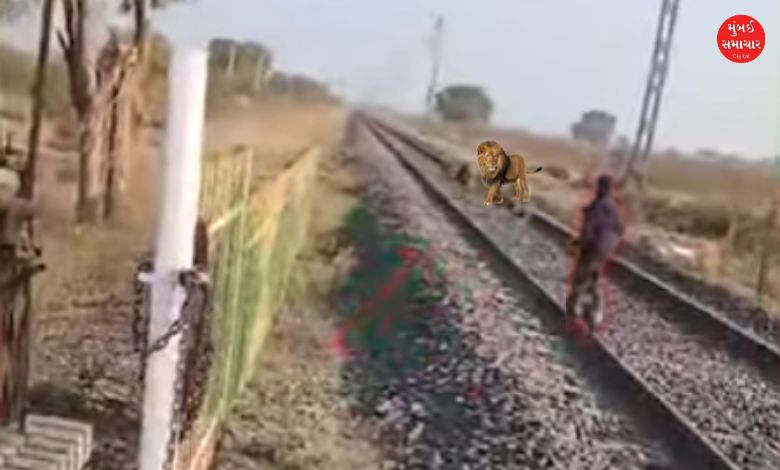 Viral Video of lions in liliya railway track