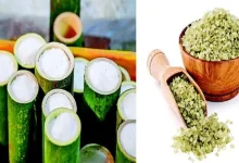 From food to health: 'Bamboo salt' full of medicinal properties