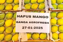 alphonso mangoes arrive in ahmedabad markets