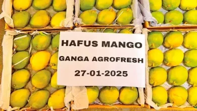 alphonso mangoes arrive in ahmedabad markets