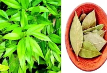 Bay leaf, the king of spices and flavor