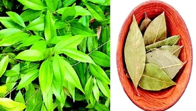 Bay leaf, the king of spices and flavor