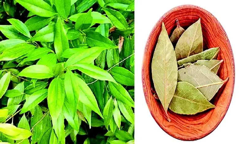 Bay leaf, the king of spices and flavor