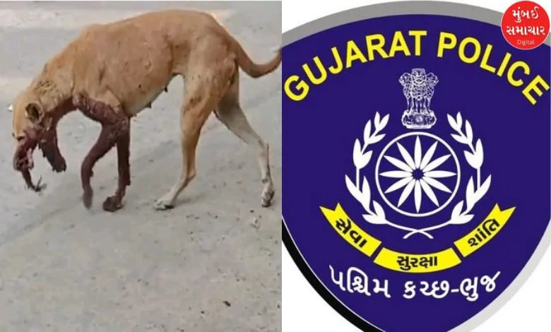 Dog killers caught: Commendable work of Bhuj Police with the help of CCTV cameras