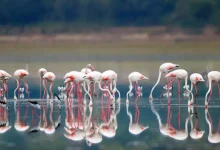 "Bird counting activity at Nal Sarovar Bird Sanctuary"