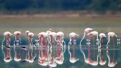 "Bird counting activity at Nal Sarovar Bird Sanctuary"