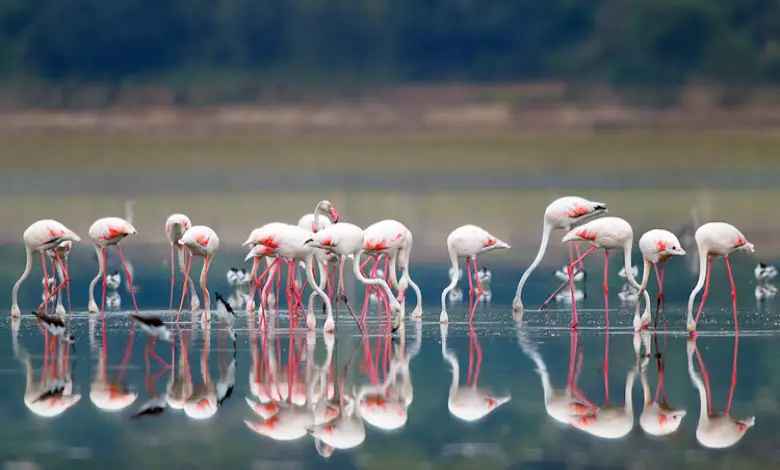 "Bird counting activity at Nal Sarovar Bird Sanctuary"