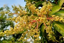 Bumper Kesar mango production in Saurashtra this summer